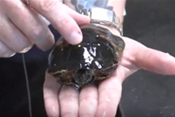 Rev. Dottie Yunger holds a baby sea turtle. Yunger is a United Methodist pastor and a marine biologist. Photo courtesy of United Methodist Communications.