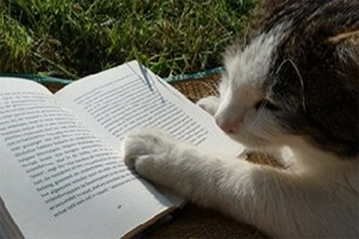 Make It Easy To Read - Cat watching owner read