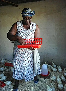 Irene Chitere tends to baby chicks in Marange, Zimbabwe. Fifty women and girls received chicks as part of an UMCOR-funded farming project. 