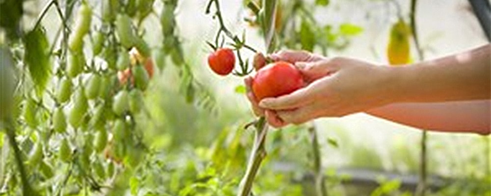 Cros Ministries Launches Mobile Food Pantry The United Methodist