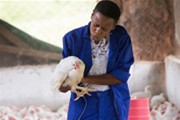 Agatha Muagura speaks softly to a chicken as part of a training exercise at the Africa University farm in Mutare, Zimbabwe.  