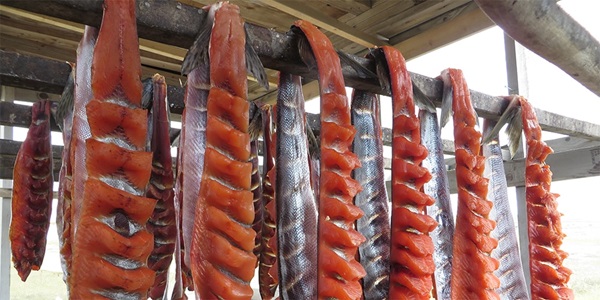 Alaska salmon, filleted and hung for smoking in the traditional way of Alaskan native communities. Photo: Charles Brower. Alaska salmon, filleted and hung for smoking in the traditional way of Alaskan native communities. Photo: Charles Brower.
