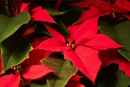 Poinsettia flower.  Poinsettia flower.