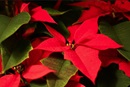 Poinsettia flower. 