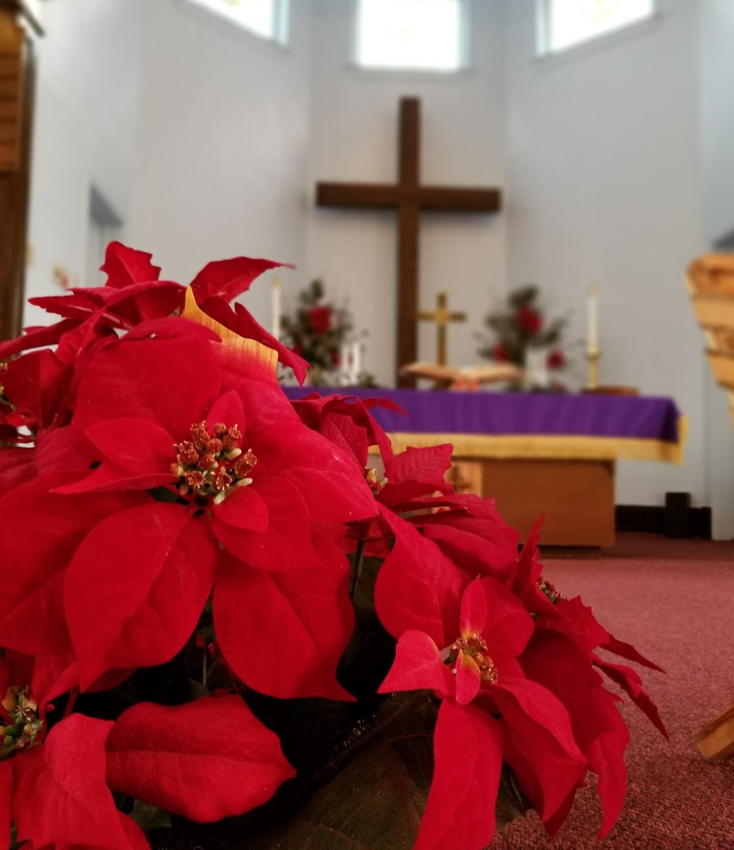 The Poinsettia Jesus Life Story In A Plant The United Methodist Church