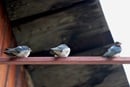 Three Little Birds Bob Marley and Faith