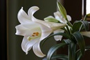 The lily represents purity, hope and grace and is known as a symbol of Easter. Photo by Kathleen Barry, United Methodist Communications. The lily represents purity, hope and grace and is known as a symbol of Easter. Photo by Kathleen Barry, United Methodist Communications.