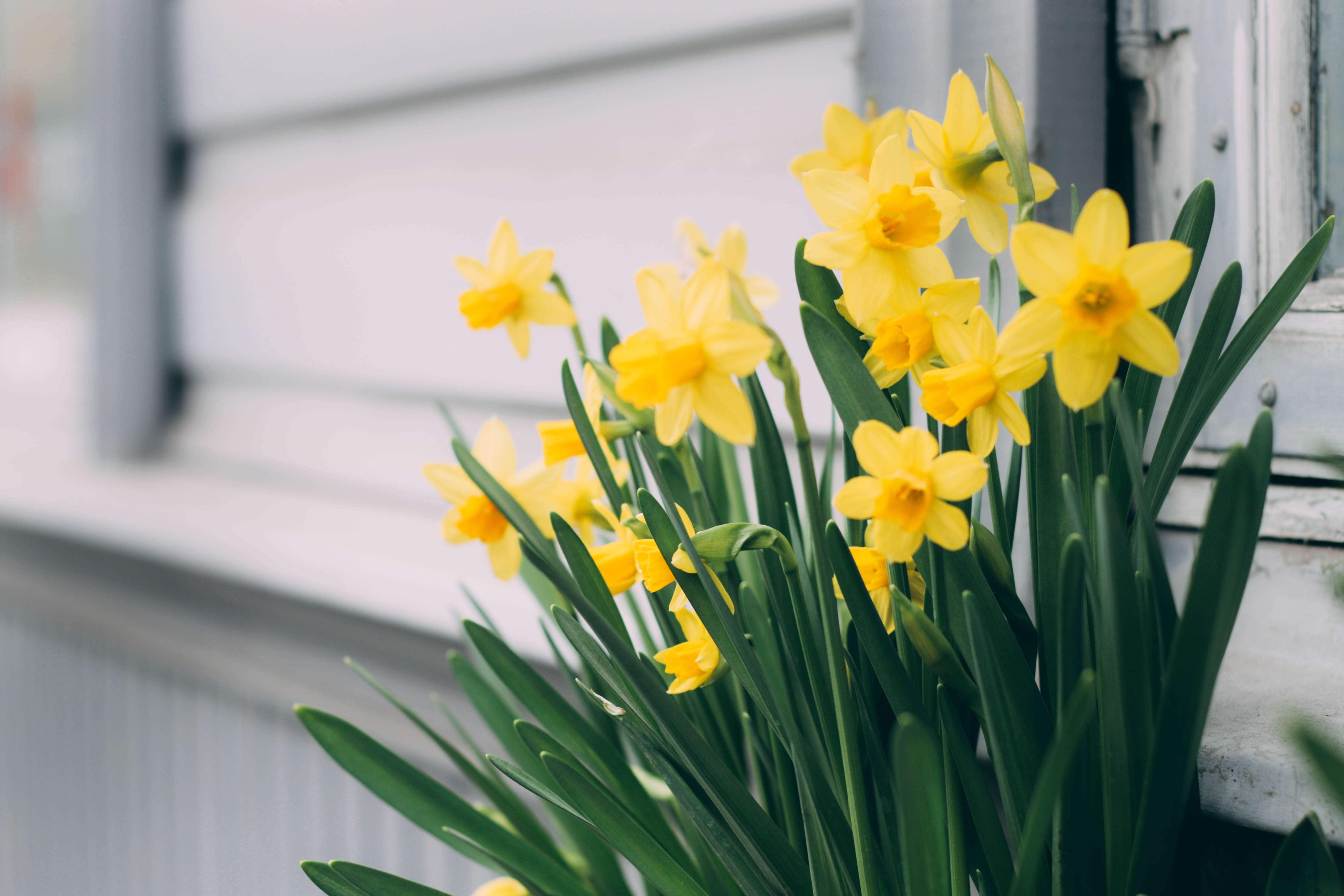 Daffodils in the spring. Photo by Maria Tyutina from Pexels