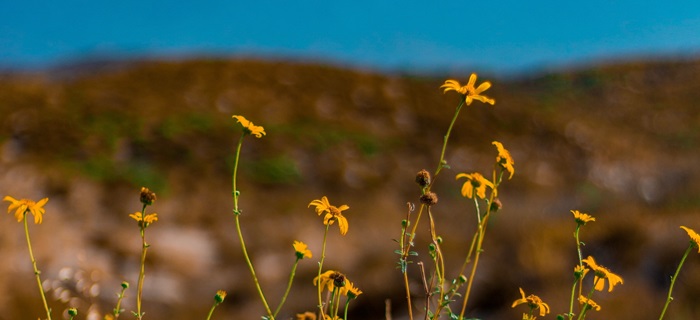 Wildflowers