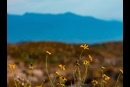 Wildflowers flowers mountain