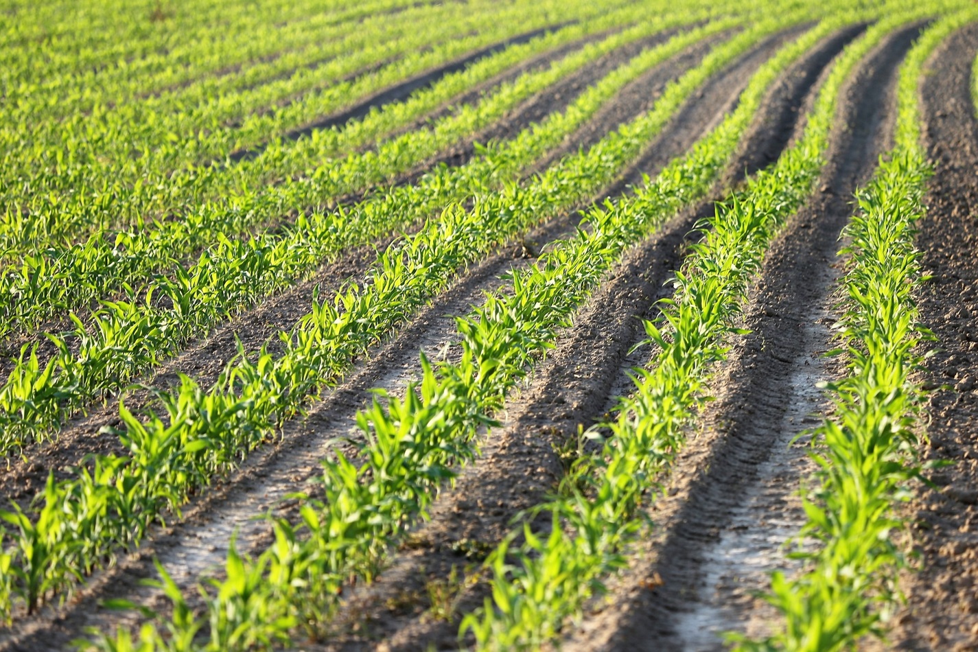 As the God of the sweet potato, the peanut and the soybean, you enabled George Washington Carver to discover their secrets as he united faith and science, wisdom and knowledge, curiosity and wonder. Image by Goran Horvat from Pixabay