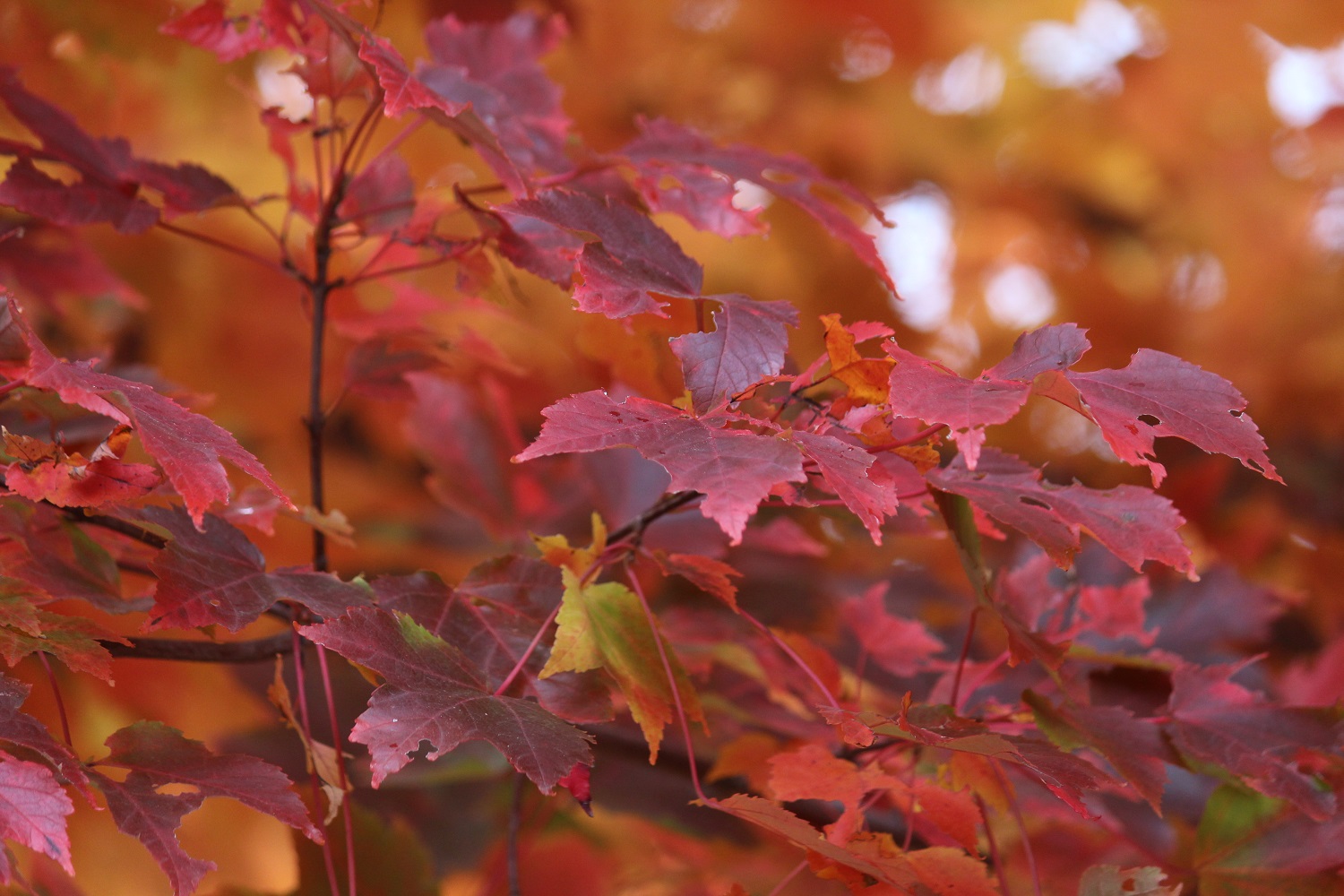 Let Us Give Thanks: A Photo Prayer