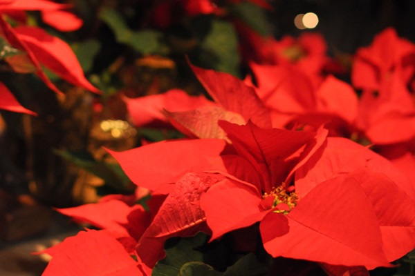 United Methodists gather for a Candlelight Service on Christmas Eve at St. Matthew UMC in Fort Worth, Texas. Photo by Angelia Sims of Angelia's Photography. United Methodists gather for a Candlelight Service on Christmas Eve at St. Matthew UMC in Fort Worth, Texas. Photo by Angelia Sims of Angelia's Photography.