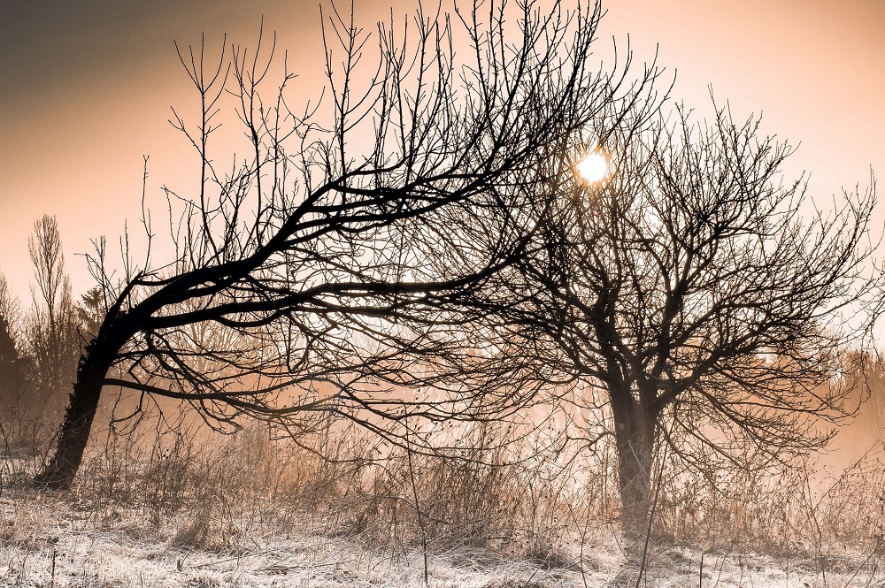 Image by Simon Berger by Unsplash