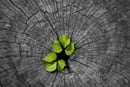 Metaphors for resurrection are often found in nature. Image by zhugher, courtesy of Pixabay.
