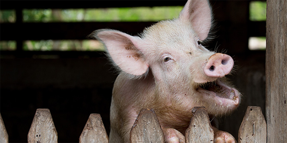A pig looks out over the top of its enclosure during mealtime at the United Methodist Ganta Mission Station in Ganta, Liberia, in 2017. The pigs are sold for meat, and as breeder stock for churches looking to start their own pig-raising endeavors. Sustainable agriculture in Africa is the goal for a $2 million agricultural fund from Global Ministries honoring the late Bishop John K. Yambasu. File Photo by Mike DuBose, UM News.