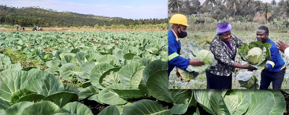 The UMC in Mozambique received a Yambasu Agriculture Initiative grant to increase vegetable crops, like cabbage, as well as cassava, pigs, cattle and fruit trees at Cambine farm. PHOTO: COURTESY OF JOHN NDAY, CAMBINE