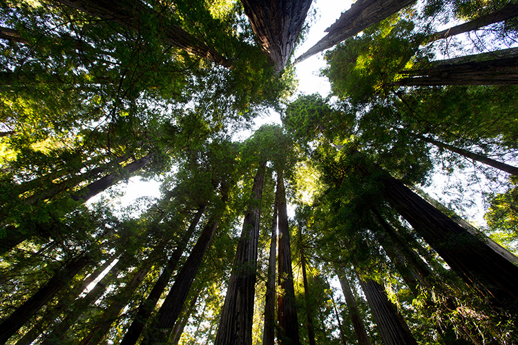 Ancient redwood trees tower above Redwood National and State Parks near Orick, Calif., in 2017. Photo by Mike DuBose, UM News.