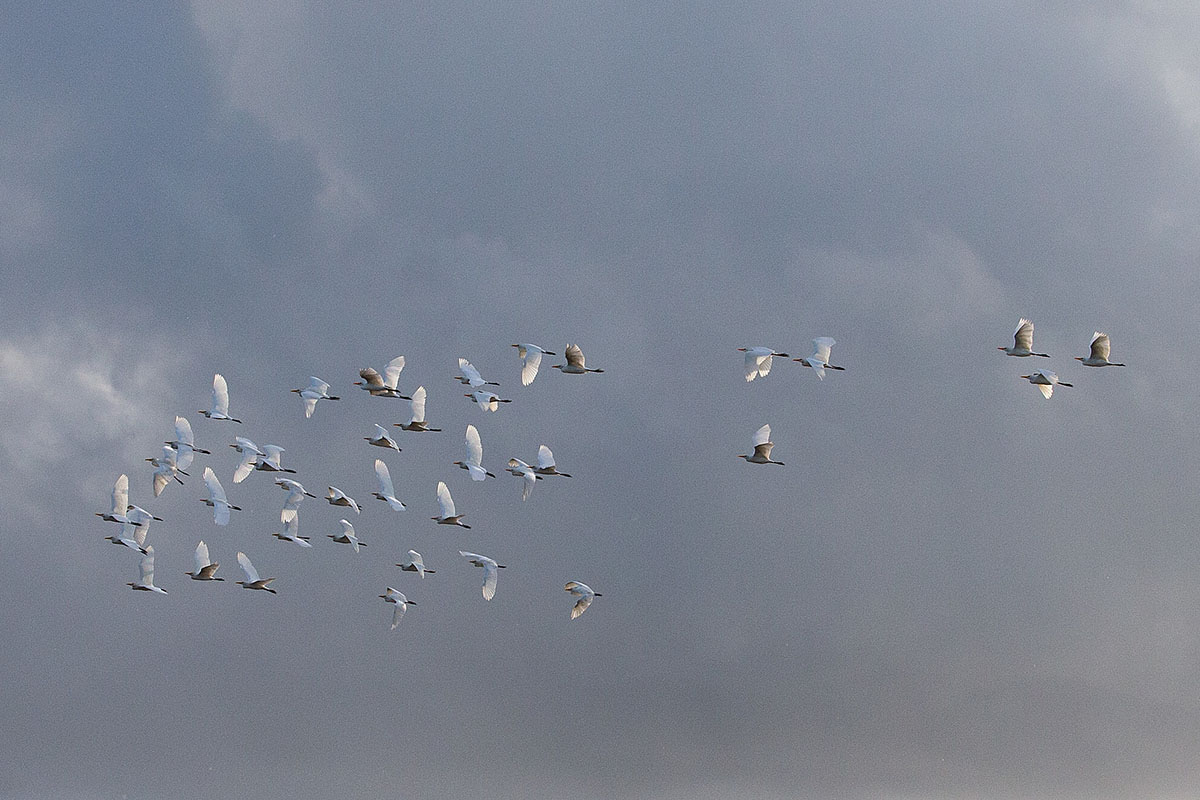A flock of egrets flies over the Amazon River near Manaus, Brazil. The air in the Earth's atmosphere is made up of 78% nitrogen and 21% oxygen. Facts courtesy of NASA; photo by Mike DuBose, United Methodist Communications.