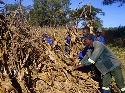 Farm workers Gadzai Kafeso, Tedias Salad and Munyaradzi Mukudoka join interns Kuzivakwashe Chapuka and Tinotenda Mangwadu in harvesting corn at Nyadire Mission farm in Mutoko in April. The farm was one of four United Methodist mission farms in Zimbabwe to receive support from the Yambasu Agriculture Initiative, a program of the United Methodist Board of Global Ministries. Photo by Kudzai Chingwe, UM News.