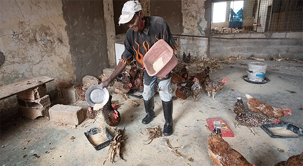 Francisco Julio Alfredo feeds chickens at the Quéssua Mission farm near Malanje, Angola. Photo by Mike DuBose, UM News.