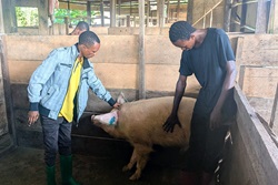 Elie Etako Wembo, coordinator of the Yambasu Agriculture Initiative in the East Congo Episcopal Area, and Omanga Sebastien, a zoo technician, inspect a pig with an injured ear at a United Methodist farm funded by the initiative near Kindu, Congo. The United Methodist Board of Global Ministries program has financed the construction of two buildings for pig farming, which can accommodate up to 300 animals. Photo by Chadrack Tambwe Londe, UM News.