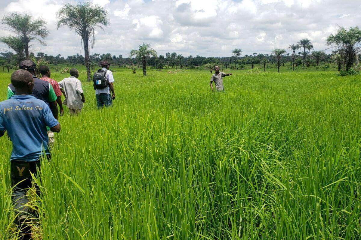 Rice fields in Sierra Leone - Yambasu Agriculture Initiative. Photo courtesy of Sierra Leone YAI.