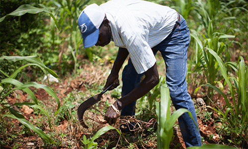 Jean Felix Delice helped set up a local development organization for farmers in the mountains of Léogane, Haiti.   Photo:  Sean Hawkey/Life on Earth Pictures