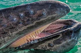 Baleen whale
