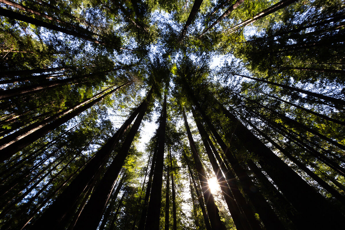 La lumière du soleil filtre à travers les séquoias centenaires, dont certains atteignent 300 pieds de haut, dans la réserve naturelle d'État d'Armstrong Redwoods, près de Guerneville, en Californie. Les Méthodistes Unis s'associent à des chrétiens de toutes traditions pour instaurer une fête et une période liturgiques communes, centrées sur Dieu, le Créateur. Photo de Mike DuBose, UM News.
